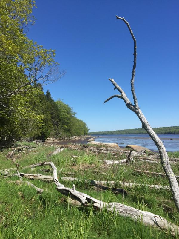 Paddling past the Penobscot Shore Preserve PenBay Pilot